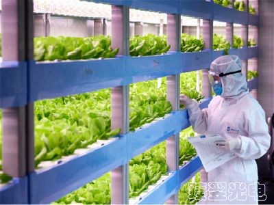 光導照明植物栽培應用